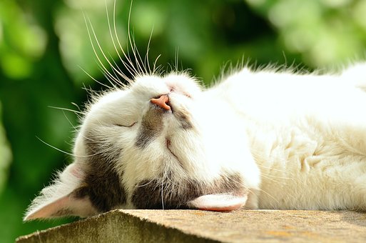 photographier/chat sieste