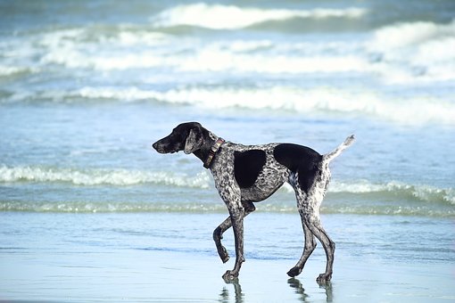 photographier/chien/extérieur